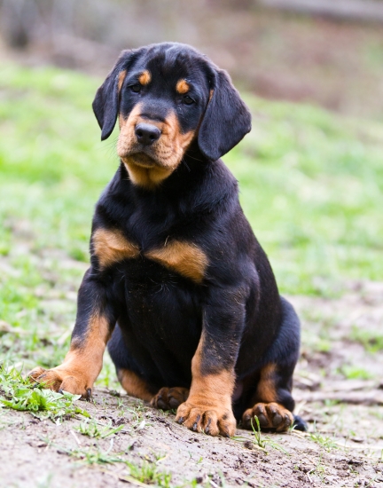 Nový pomocník do lesa