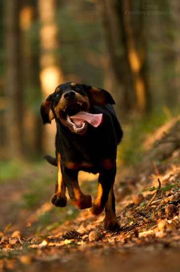 Privolačka - 6 mesiacov