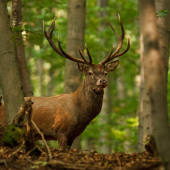 Hladajúci jeleň