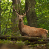 Predstavitel chovnosti