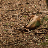 konečne odych po ruji