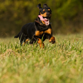 Privolačka 9 mesiacov :-)