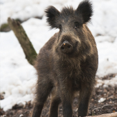 Ja som tu kukuricu nezjedol :-)
