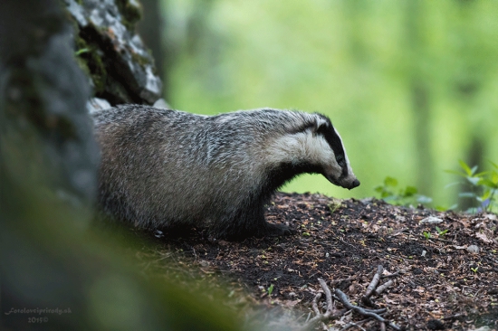 Tajomný obyvateľ nášho lesa
