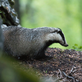 Tajomný obyvateľ nášho lesa