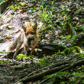 Donášková služba