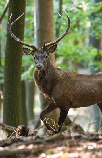 Príšiel si ma obzrieť