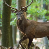 Príšiel si ma obzrieť