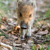 na diviačom chodničku
