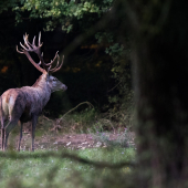 Ukázal sa len na chviľku