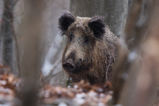 V snehových vločkách