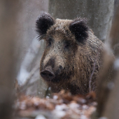 V snehových vločkách