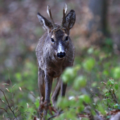 Na srnčom chodníku