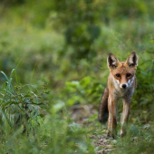 Za zvukom vábničky