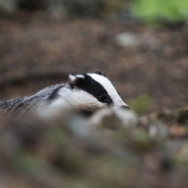 Tajuplný obyvateľ lesa
