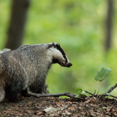 Tajuplný obyvateľ lesa