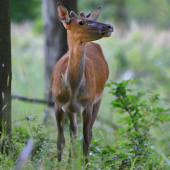 Ticho, niečo počujem