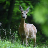 Konečne na zelenej paši