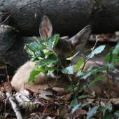 Myslím že som dobre ukrytá