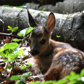 už som sa prezradila