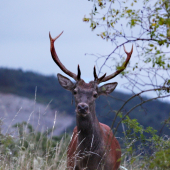 Po vytlčení parožia