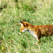 Kde len tie myšky môžu byť?