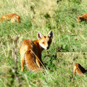 Myšky myšky z diery von!!!:-)