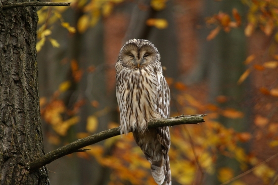 Jak si drieme, tak si drieme