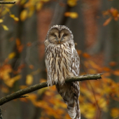 Jak si drieme, tak si drieme