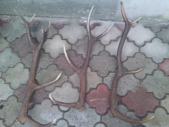 14-ak je moj a ostatne 2 su svagrove