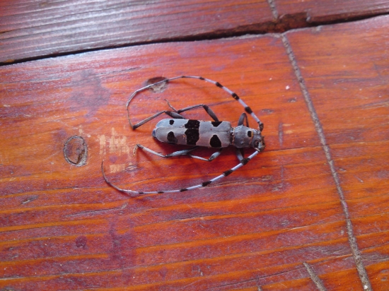 konecne sa mi ho podarilo najst-fuzac alpsky