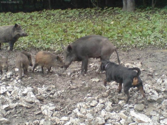 môj trochu obezny kopov:D