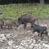 môj trochu obezny kopov:D