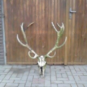 Jeleň uhynutý v lyku