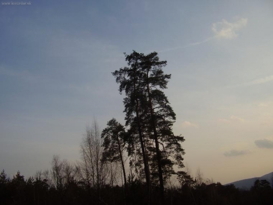 dve borovice