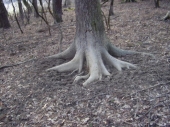 očochrany strom