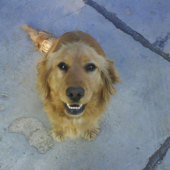 Charlie(Čarli)