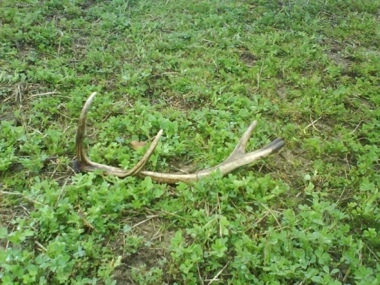 Moj prvý z jelen konecne