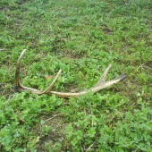 Moj prvý z jelen konecne