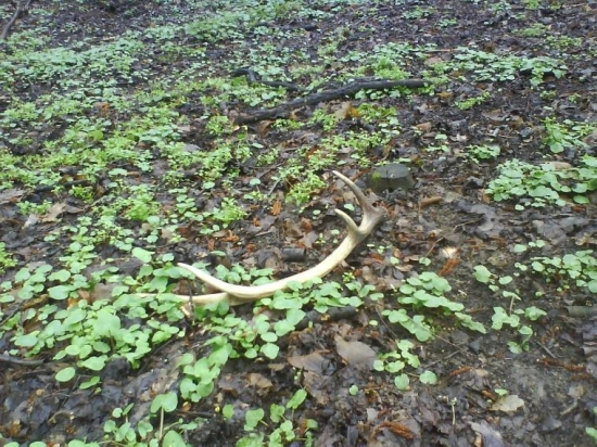 Moj druhý z jelena aký som rád ..:::DDD