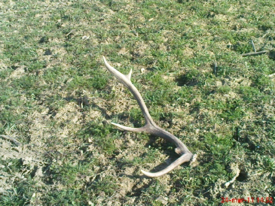 tu je druhy ale z iného jelena