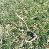 tu je druhy ale z iného jelena