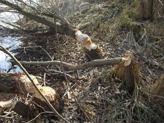 Činnosř Bobra Vráble