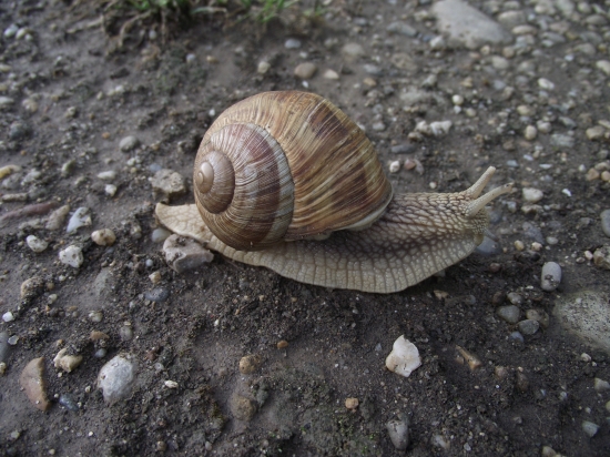 Slimák záhradný