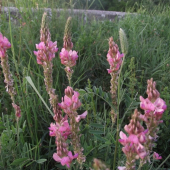 Lupinus