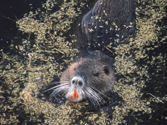 Bobor Vrábeľský 2