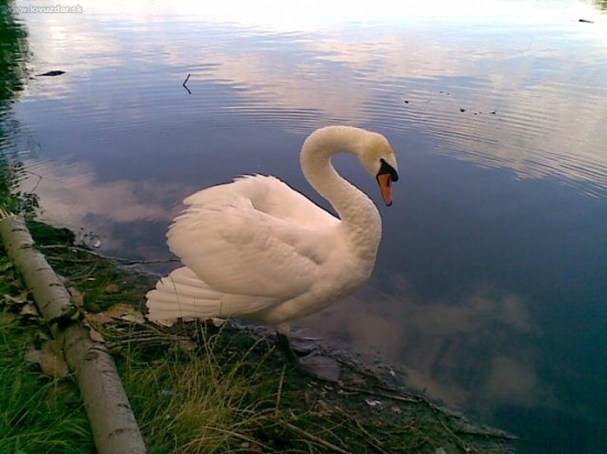 Labuť 1