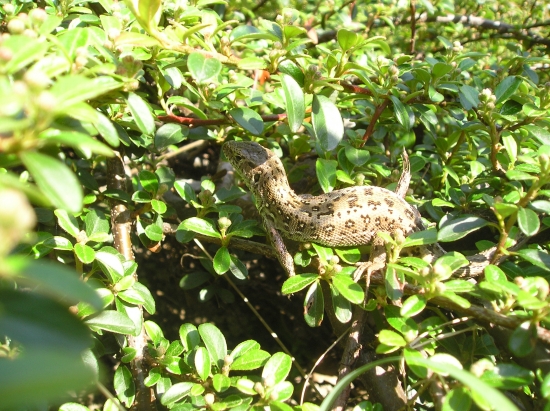 Jašterica krátkohlavá