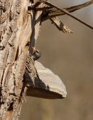 Výber príbytku (Škorec lesklý - Sturnus vulgaris)
