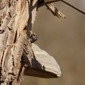 Výber príbytku (Škorec lesklý - Sturnus vulgaris)